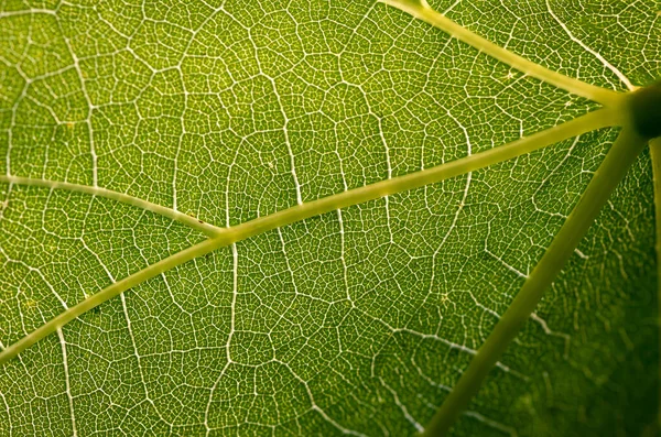 Jemné Mladé Zelené Vinné Listy Jaře Detailní Záběr Přírodní Pozadí — Stock fotografie