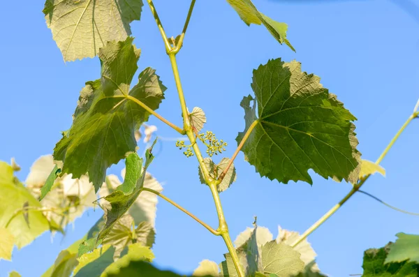 Las Hojas Jóvenes Verdes Tiernas Las Uvas Sobre Fondo Del —  Fotos de Stock