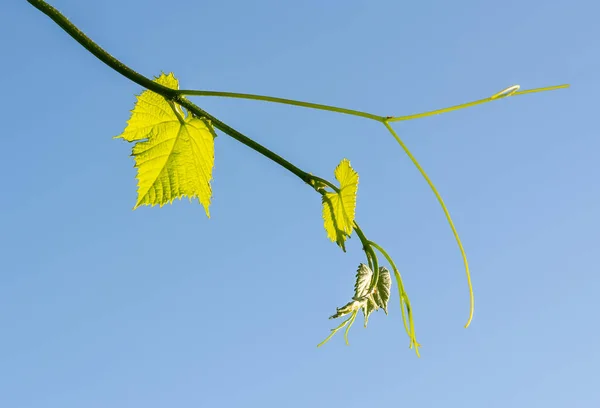 Young Green Tender Leaves Grapes Background Blue Sky Spring — Stock Photo, Image