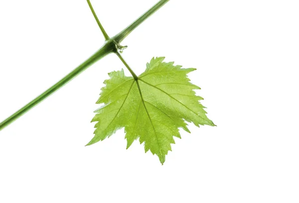 Hoja Tierna Verde Joven Uvas Primavera Aislada Sobre Fondo Blanco — Foto de Stock