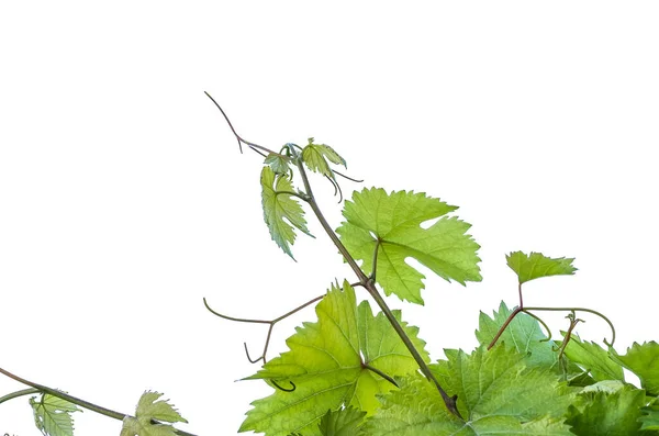 Jovens Folhas Macias Verdes Rebentos Uvas Primavera Solados Sobre Fundo — Fotografia de Stock