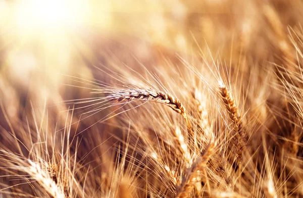Uši Zlaté Pšenice Pšeničné Pole Krásné Pšeničné Uši Pozadí — Stock fotografie