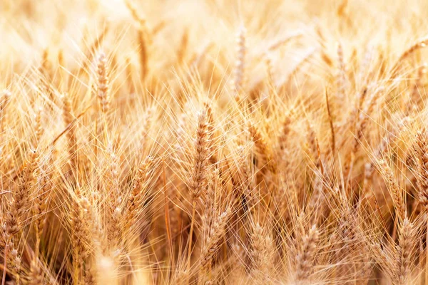 Вуха Золотої Пшениці Крупним Планом Пшеничне Поле Красивий Фон Пшеничних — стокове фото