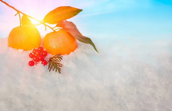 Fruits Noël Dans Neige Orange Baies Rouges Viburnumi Feuilles Vertes — Photo