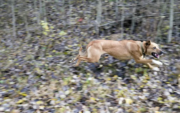 Running dog in the autumn forest.