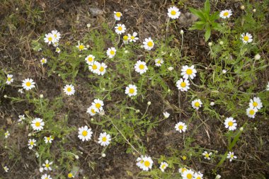 Chamomiles yetişen çayır, yerdeki. 