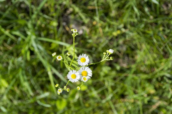 Drie chamomiles op de grond op de weide. — Stockfoto