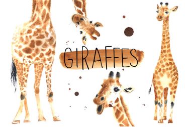 Set of Realistic giraffes clipart