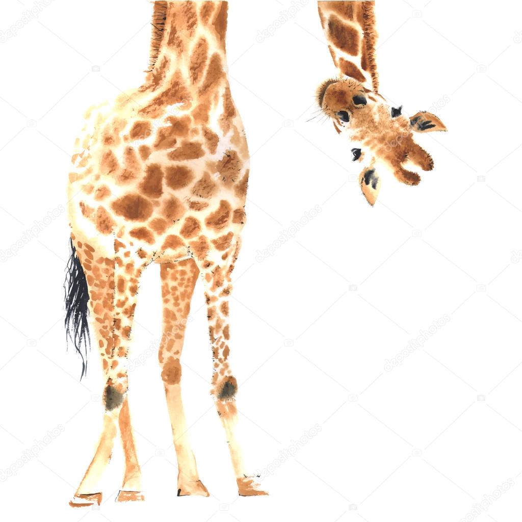 Realistic giraffe made in watercolor.