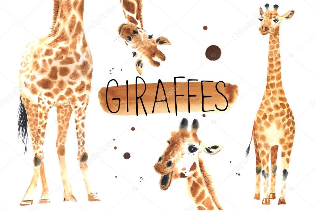 Set of Realistic giraffes