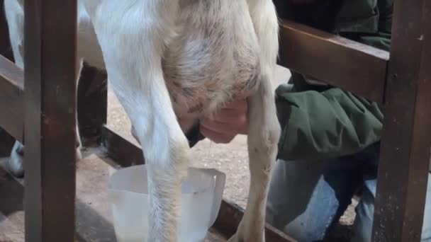 Hombre ordeñando una cabra de la manera tradicional — Vídeos de Stock