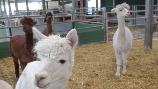 Лама зевает в помещении на ферме в Великобритании — стоковое видео