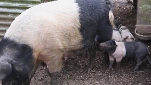 Eyer sırtlı domuzlar, sus scrofa domesticus, annelerinden beslenmeye çalışıyorlar. — Stok video