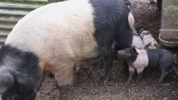 Sadelryggradssmågrisar, sus scrofa domesticus, som försöker äta från sin mor — Stockvideo