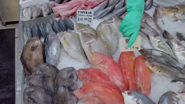 Amplie a variedade de peixes no gelo, exibido em um peixeiro do Reino Unido — Vídeo de Stock