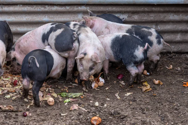Domuz ahırındaki yemek artıklarıyla beslenen sırtlı domuzlar. — Stok fotoğraf