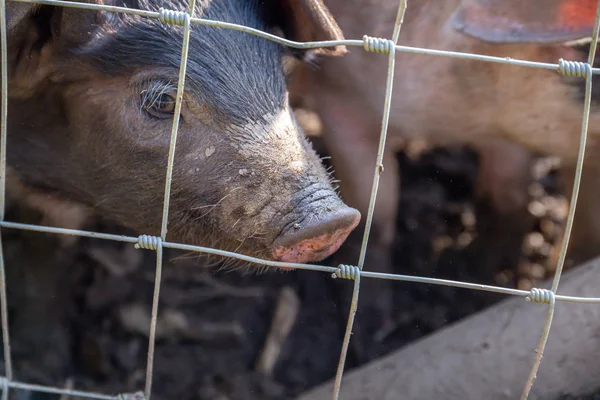 Bir pigsty eskrim arkasında Saddleback domuz yavruları — Stok fotoğraf