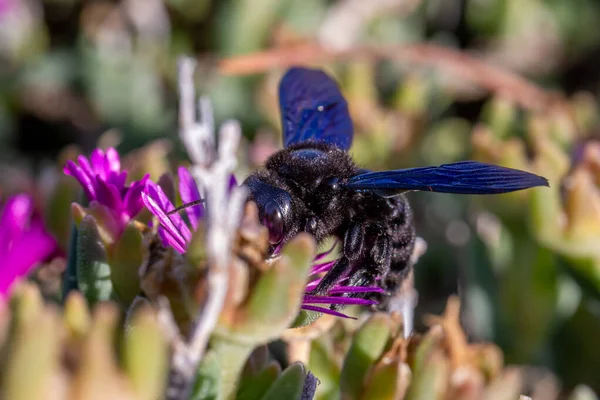 Violette Abeille charpentier, Xylocopa violacea, se nourrissant des fleurs de Carpobrotus plantes succulentes — Photo