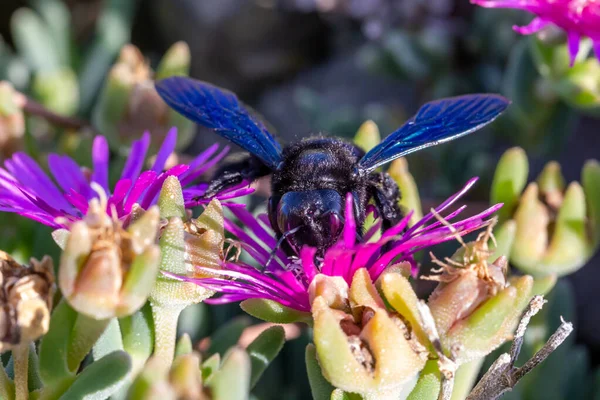 Violette Abeille charpentier, Xylocopa violacea, se nourrissant des fleurs de Carpobrotus plantes succulentes — Photo