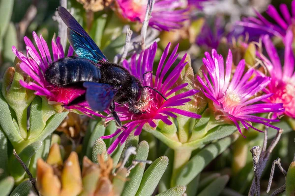 Violet Carpenter bee, Xylocopa violacea, a Carpobrotus zamatos növények virágaiból táplálkozva — Stock Fotó