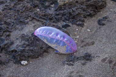 Portuguese Man of War on Treasure Beach, Jamaica clipart