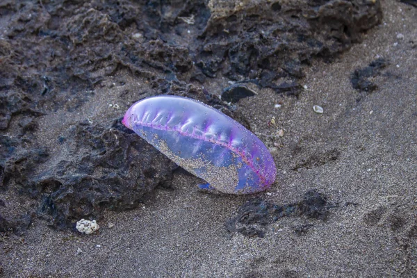 Portuguese Man of War on Treasure Beach, Jamaica