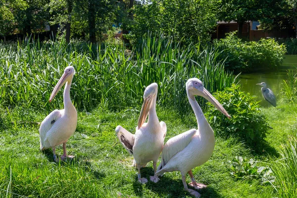 Восточные белые пеликаны, Pelecanus onocrotalus, в зоопарке — стоковое фото