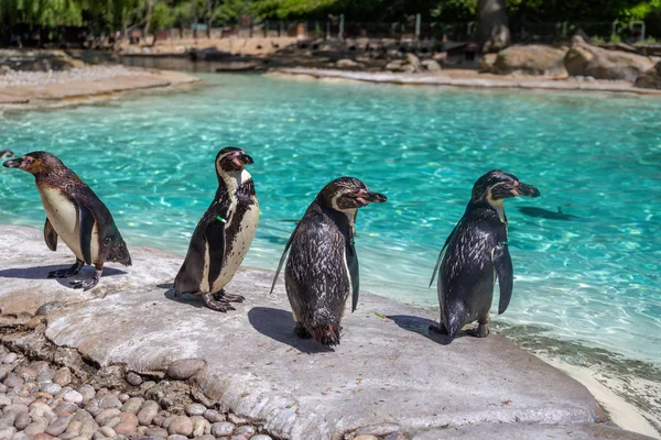 Pingüinos de Humboldt en el zoológico — Foto de Stock