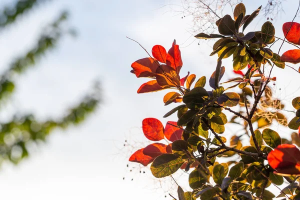 Листья, подсвеченные солнцем — стоковое фото