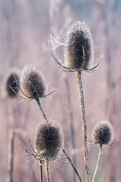 Bur coberto de teia de aranha molhada — Fotografia de Stock