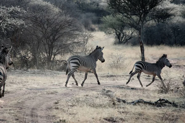Зебра Бурчелса в Намибии — стоковое фото
