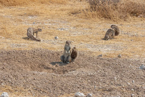 Écureuil terrestre du Cap africain, Xerus inauris, dans le parc national d'Etosha, en Namibie — Photo