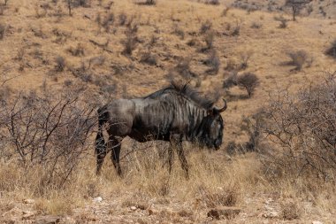 Mavi wildebeest etkin Milli Parkı, Namibia