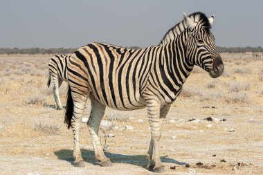 Namibya 'da Burchells zebrası