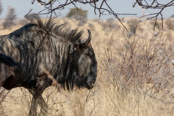 Pręgowane w Park Narodowy Etosha, Namibia — Zdjęcie stockowe