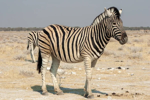 Burchells zebra Namíbiában — Stock Fotó