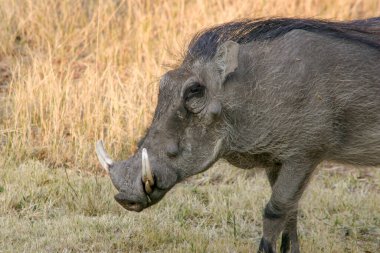 Portrait of common gray warthog, phacochoerus aethiopicus, in the savannah grass in Namibia. clipart