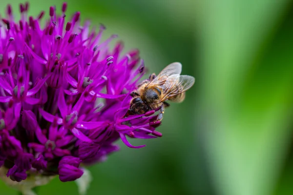 Gros plan d'une abeille sur une fleur d'allium pourpre — Photo