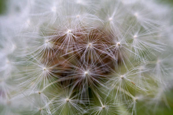 Primer plano de una cabeza de diente de león, Taraxacum, con un fondo verde —  Fotos de Stock