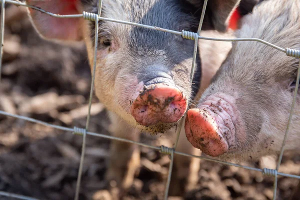 Bir pigsty eskrim arkasında Saddleback domuz yavruları — Stok fotoğraf