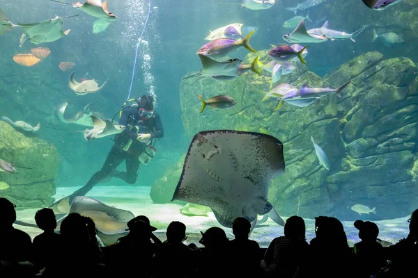 Turistas silueta delante de una gran pecera de cristal —  Fotos de Stock