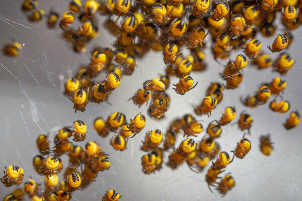 Hatched baby Araneus diadematus garden spiders