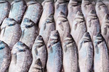 Taze deniz levreği, İngiltere 'de bir balıkçı tezgahında.