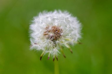 Yeşil bir geçmişi olan bir karahindiba başı olan Taraxacum 'a yaklaş.
