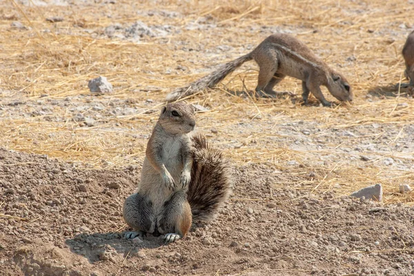 Esquilo de terra do Cabo Africano, Xerus inauris, no Parque Nacional de Etosha, Namíbia — Fotografia de Stock