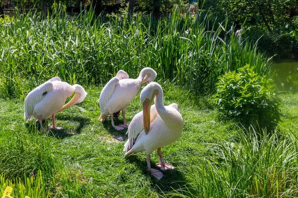 Ανατολικοί Λευκοί Πελεκάνοι, Pelecanus onocrotalus, σε ζωολογικό κήπο — Φωτογραφία Αρχείου