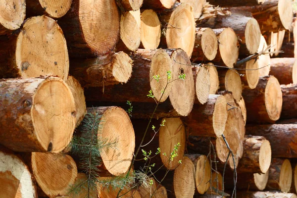 Doğal ahşap kütükler kesilip istiflenir.