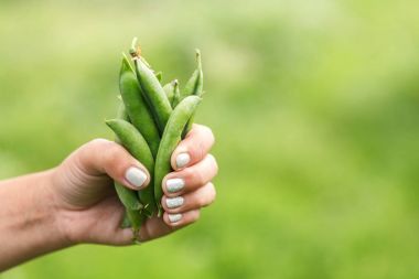 elinde taze yeşil bezelye
