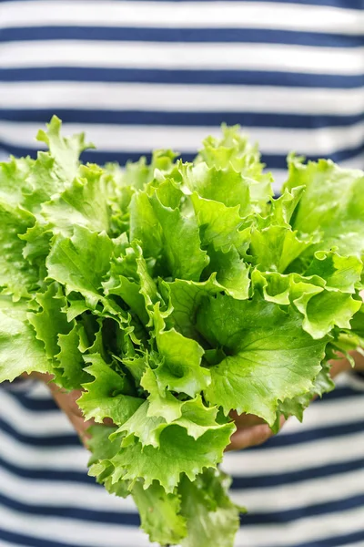 Fresh green lettuce leaf close up — Stock Photo, Image