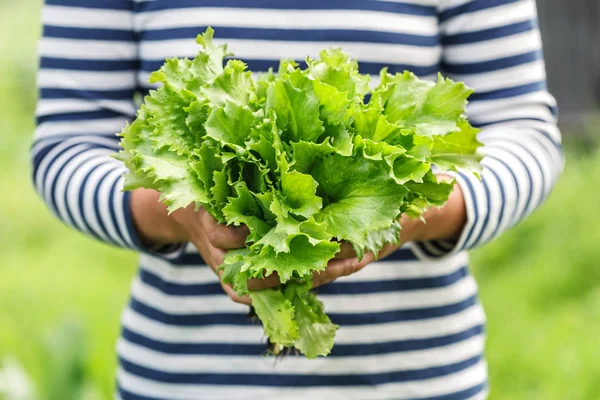 Fresh green lettuce leaf close up — Stock Photo, Image